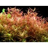 Rotala yao yai
