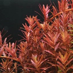 Rotala yao yai