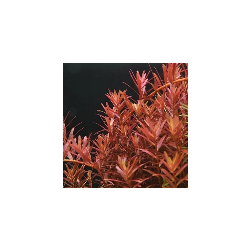 Rotala yao yai