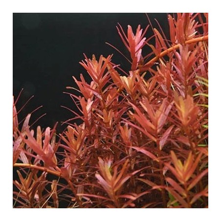 Rotala yao yai