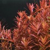Rotala yao yai