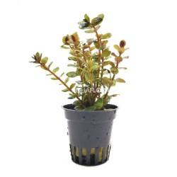 Rotala yao yai