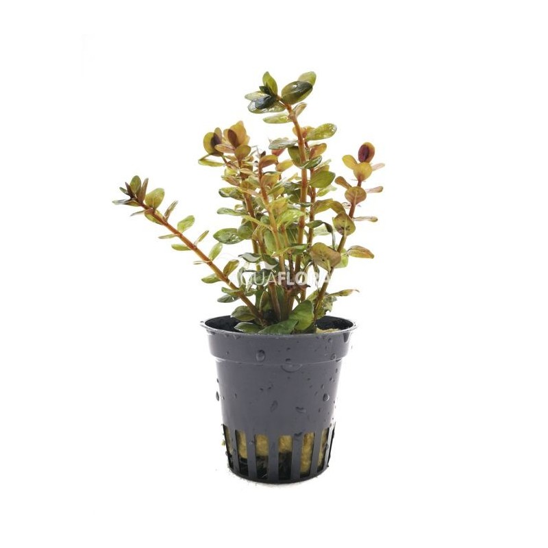 Rotala yao yai