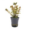 Rotala yao yai