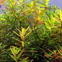 Rotala ceylon