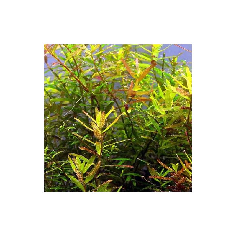 Rotala ceylon