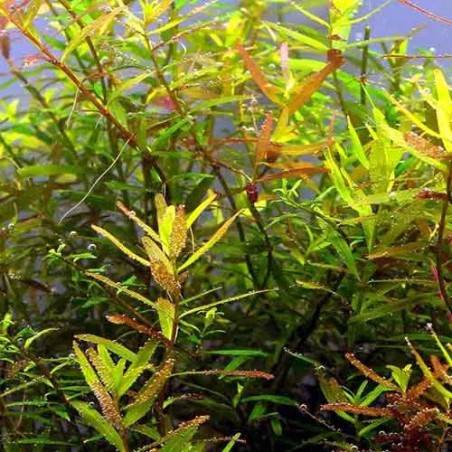 Rotala ceylon
