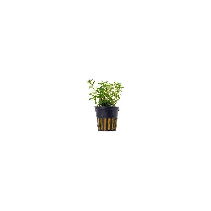 Rotala ceylon