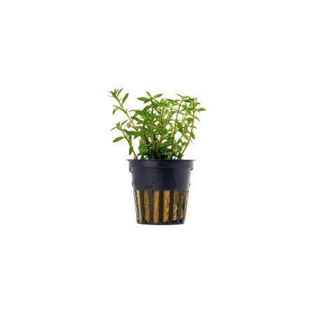 Rotala ceylon
