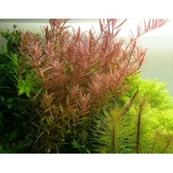 Rotala rotundifolia
