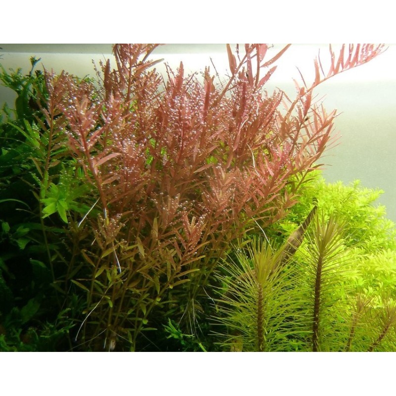 Rotala rotundifolia Rotala rotundifolia