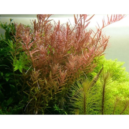 Rotala rotundifolia