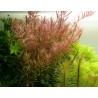 Rotala rotundifolia