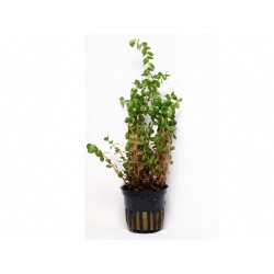 Rotala rotundifolia
