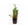 Rotala rotundifolia