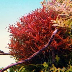 Rotala sp. vietnam 'h'ra