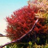 Rotala sp. vietnam 'h'ra