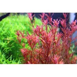Rotala sp. vietnam 'h'ra