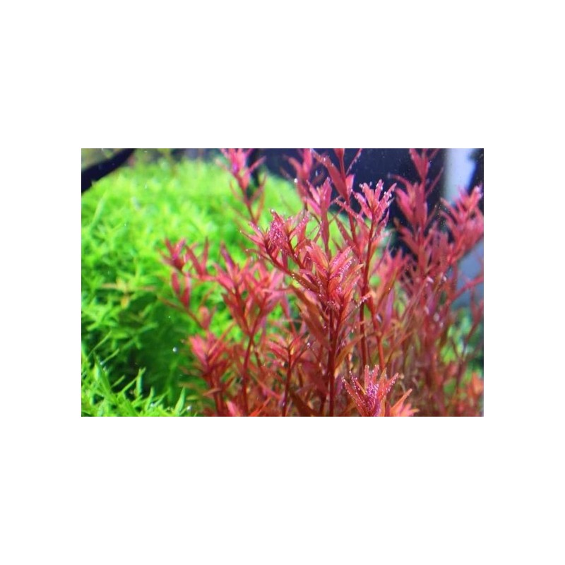 Rotala sp. vietnam 'h'ra