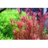 Rotala sp. vietnam 'h'ra
