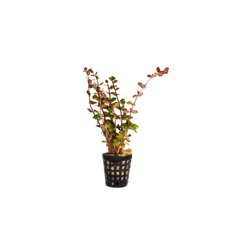 Rotala sp. vietnam 'h'ra