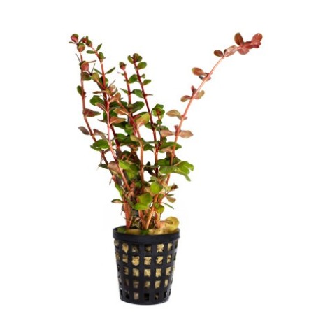 Rotala sp. vietnam 'h'ra