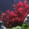 Rotala blood red