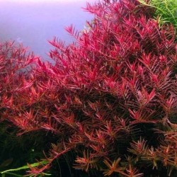 Rotala blood red