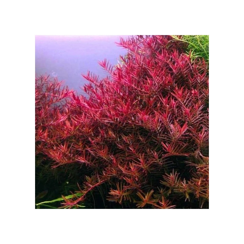 Rotala blood red