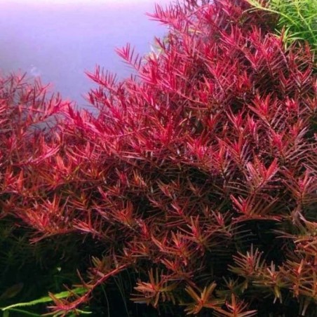 Rotala blood red