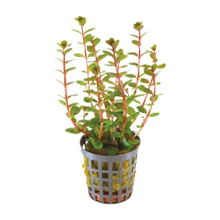 Rotala blood red