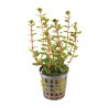 Rotala blood red