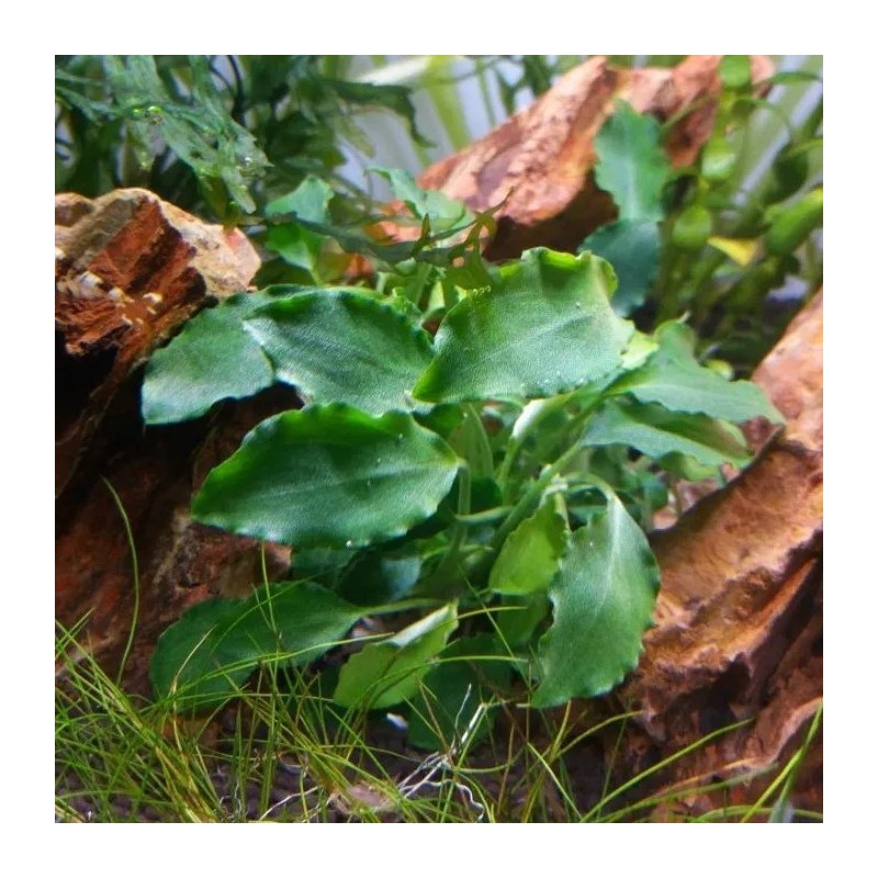 Schismatoglottis prietoi