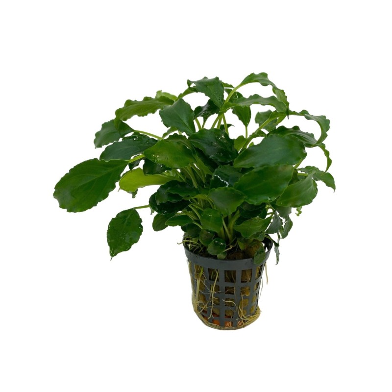 Schismatoglottis prietoi
