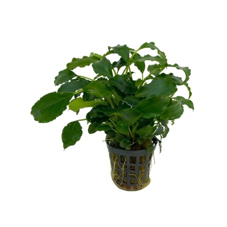 Schismatoglottis prietoi
