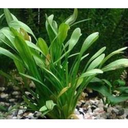 Sagittaria eatoni