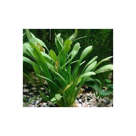 Sagittaria eatoni