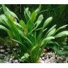 Sagittaria eatoni