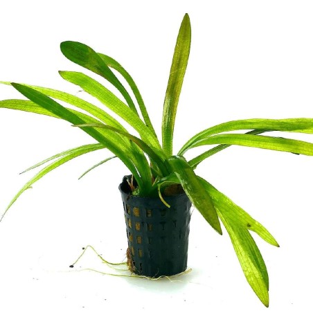 Sagittaria eatoni