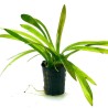 Sagittaria eatoni