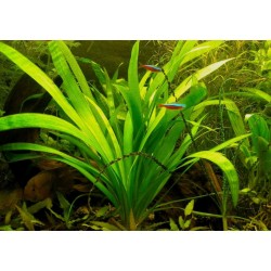 Sagittaria platyphylla