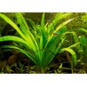 Sagittaria platyphylla