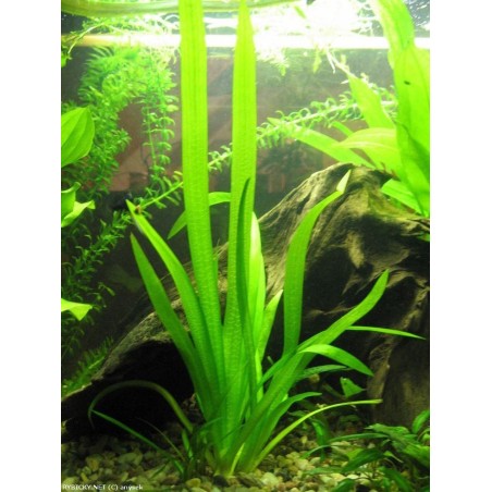 Sagittaria platyphylla