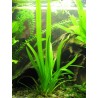 Sagittaria platyphylla