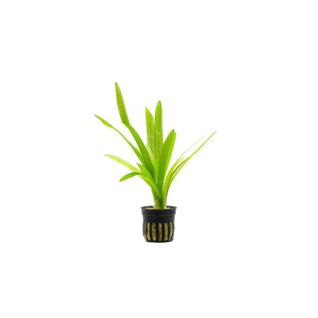 Sagittaria platyphylla