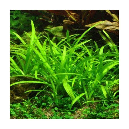Sagittaria subulata