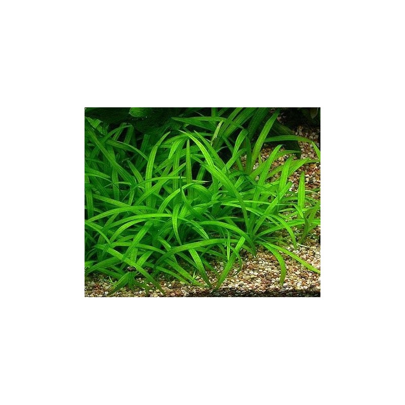 Sagittaria subulata