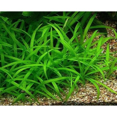 Sagittaria subulata