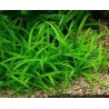 Sagittaria subulata