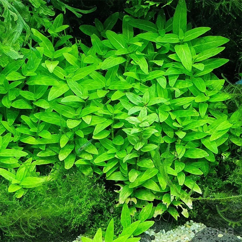 Staurogyne repens